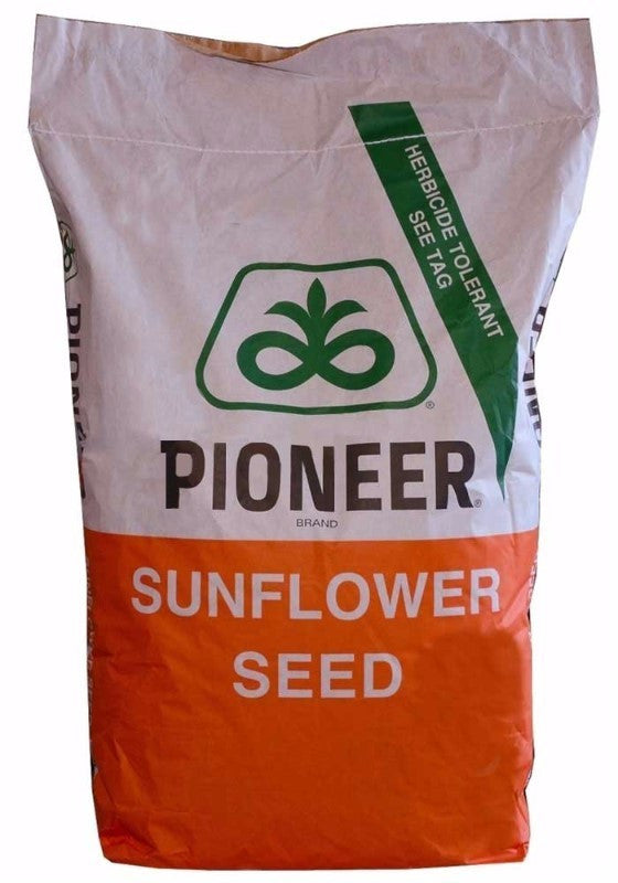 Seminte Floarea Soarelui P64LE99