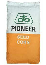 Seminte Porumb P9889